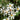 Aster divaricatus - 2026