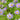 Aster frikartii 'Mönch' - 2026
