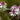 Aster lateriflorus 'Prince' - 2026