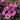 Aster novae-angliae 'Barr's Pink' - 2026