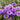 Aster novae-angliae 'Purple Dome' - 2026