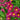 Aster novae-belgii 'Crimson Brocade' - 2026