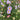 Aster novae-belgii 'Fellowship' - 2026