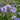 Aster novae-belgii 'Marie Ballard' - 2026