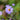 Aster novae-belgii 'Milka' - 2026