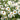 Aster novae-belgii 'White Ladies' - 2026