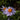 Aster tongolensis 'Wartburgstern' - 2026