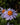 Aster tongolensis 'Wartburgstern' - 2026