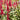 Astilbe Burgundy Red