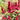Astilbe Burgundy Red - BP013A Packs