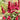 Astilbe Red