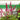 Astilbe Red