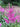 Astilbe Ãî Arendsii 'Erika'