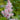 Astilbe Ãî Arendsii 'Erika'
