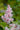 Astilbe Ãî Arendsii 'Erika'