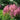Astilbe lilac (purpurlanze) - BP108 Packs