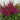 Astilbe lilac 'Purpurlanze'