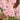 Astilbe Salmon Pink (Strassenfeder) - BP015A Packs