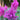 Astilbe lilac (purpurlanze) - Marginal Pond Plants - BP108