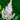 Astilbe 'Avalanche' - BP012 Packs