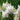 Astilbe 'Avalanche' - 2026