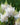 Astilbe 'Avalanche' - 2026