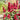 Astilbe 'Burgundy Red', garden plant
