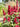 Astilbe 'Burgundy Red', garden plant