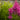 Astilbe × arendsii 'Erika' - 2026