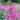 Astilbe Pink 'Erika'