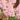 Astilbe Salmon Pink (Strassenfeder) - BP015A Packs