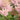 Astilbe 'Strassenfeder', garden plant