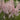 Astilbe 'Strassenfeder', garden plant