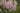 Astilbe 'Strassenfeder', garden plant