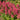 Astilbe 'Düsseldorf' - 2026