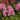 Astilbe 'Lola' - 2026