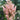 Astilbe 'Look at Me' - 2026