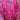 Astilbe 'Mighty Chocolate Cherry' - 2026