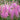 Astilbe 'Obergärtner Jürgens' - 2026