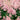 Astilbe 'Queen Alexandra' - 2026