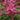 Astilbe 'Raspberry' - 2026