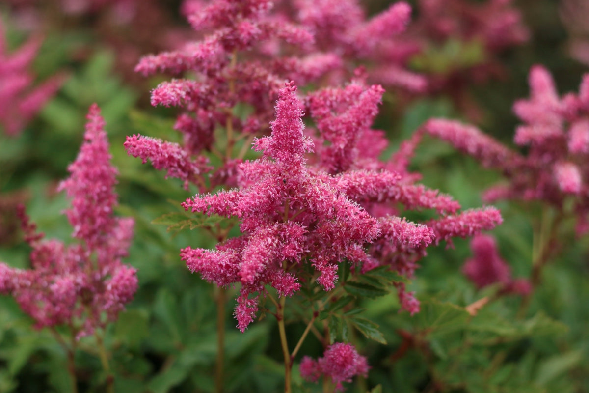 Astilbe Raspberry Astilbe 'Raspberry' - 2026 – Lincspplants