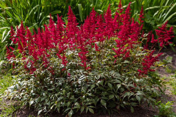 Astilbe 'Red Sentinel' - 2026 – Lincspplants