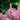 Astilbe 'Rheinland' - 2026