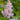 Astilbe 'Sugarberry' - 2026