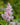 Astilbe 'Sugarberry' - 2026