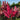 Astilbe 'Vesuvius' - 2026