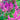 Astilbe chinensis 'Little Vision in Pink' - 2026