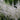 Astilbe chinensis 'Mighty Plonie' - 2026
