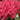 Astilbe chinensis 'Mighty Red Quin' - 2026